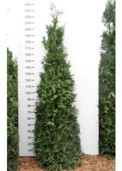 Reuzenlevensboom